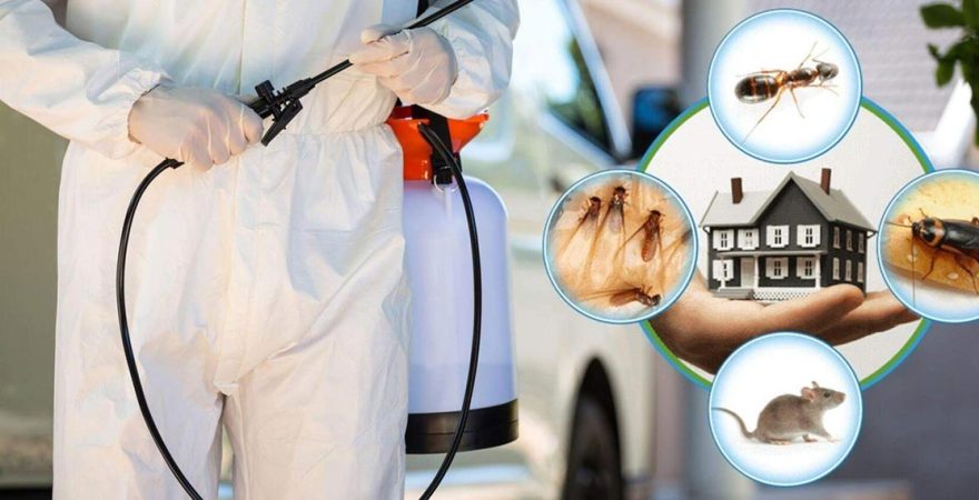 Kalabak Böcek İlaçlama