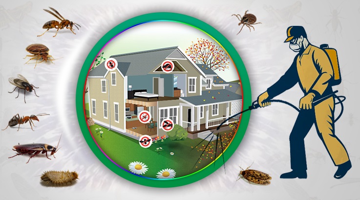 Kalabak Böcek İlaçlama