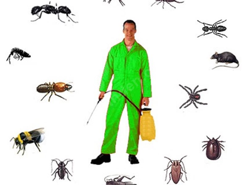 Kalabak Böcek İlaçlama